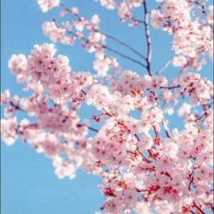 Meet your Posher, Souad